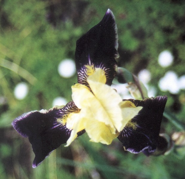 ../Images/Irises at Marylea (5).jpg